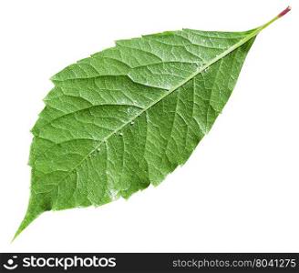 back side of green leaf of Parthenocissus plant (Parthenocissus quinquefolia) isolated on white background