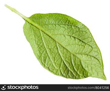 back side of green leaf of potato plant isolated on white background