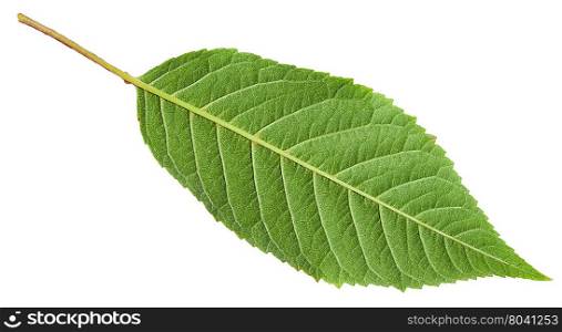 back side of green leaf of Sour cherry tree (Prunus cerasus) isolated on white background