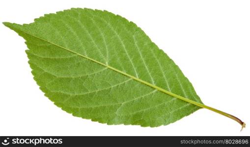 back side of Prunus padus tree green leaf ( bird cherry, hackberry, hagberry, mayday tree) isolated on white background