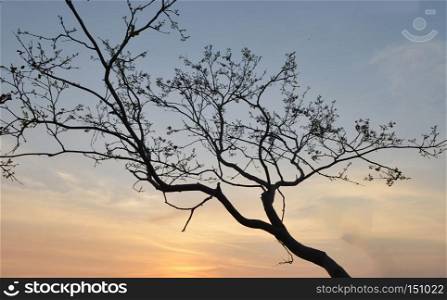 back tree and mountain landscape at Sunset