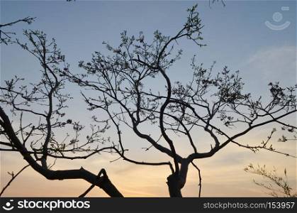back tree and mountain landscape at Sunset