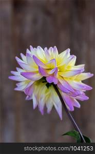 back view of a dahlia isolated on a blurry wooden background