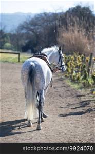 back view of a Male Andalusian, also known as the Pure Spanish Horse