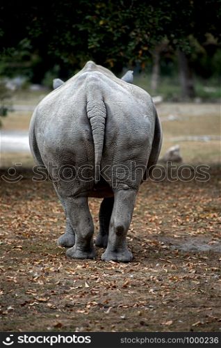 back view of a rhino, square-lipped rhinoceros, Ceratotherium simum