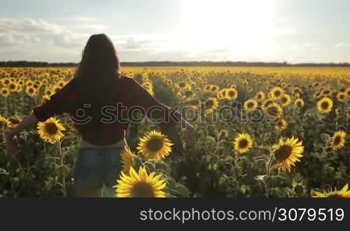 Back view of beautiful long hair brunette woman standing with arms raised in sunflower field in rays of setting sun in summertime. Carefree girl enjoying nature and freedom with arms raised up at sunset. Slow motion. Steadicam stabilized shot.