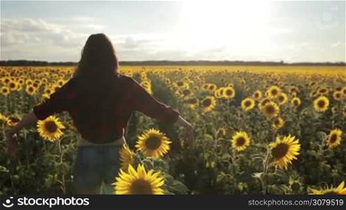Back view of beautiful long hair brunette woman standing with arms raised in sunflower field in rays of setting sun in summertime. Carefree girl enjoying nature and freedom with arms raised up at sunset. Slow motion. Steadicam stabilized shot.
