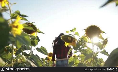 Back view of cheerful young brunette female running through blooming sunflower field in rays of setting sun against blue sky background. Low angle view. Joyful woman enjoying leisure and having fun in countryside in summertime at sunset. Slow mo.