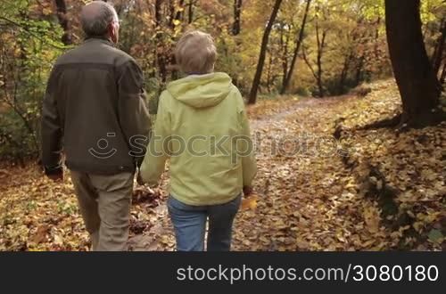 Back view of senior couple in love walking hand in hand through autumn woodland. Happy elderly couple taking a walk on footpath covered with yellow fallen foliage while enjoying freetime in colorful autumn park. Stsbilized shot. Slow motion.