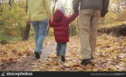 Back view of toddler boy in red jacket walking with grandparents on park alley in colorful autumn landscape. Senior couple and grandson holding hands taking a stroll in the park during golden autumn. Low view. Steadicam stabilized shot. Slow motion.