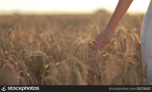 Back view of young female with arms outstretched in white dress walking in golden wheat field in glow of beautiful sunset. Foreground fully ripe spikes of wheat. Blissful woman going through cereal field and vanishing in rays of sunset light. Slo mo.