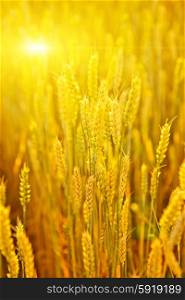 Backdrop of ripening ears of yellow wheat field.