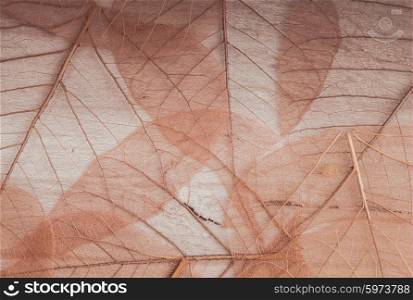 Backdrop with skeletons of autumn leaves texture. Skeleton leaves background
