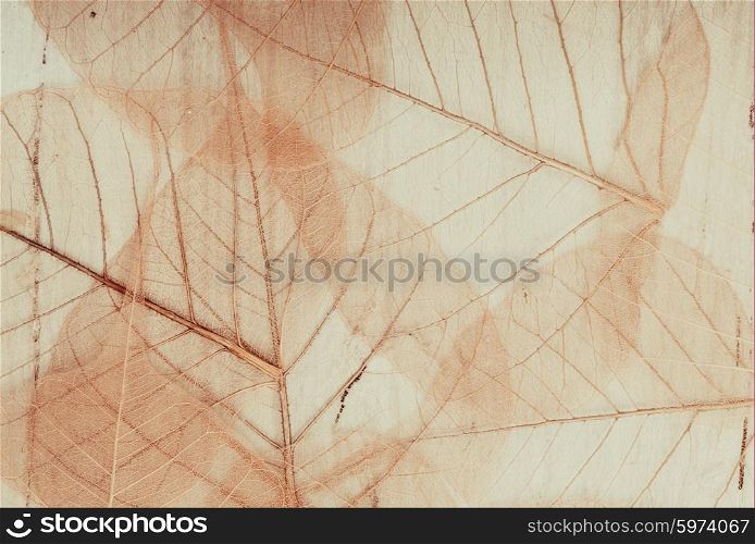 Backdrop with skeletons of autumn leaves texture. Skeleton leaves background