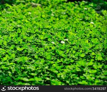 background - a flowering meadow clover, bathed in sunshine