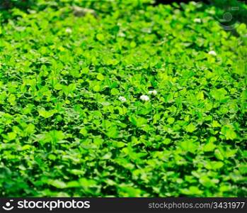background - a flowering meadow clover, bathed in sunshine