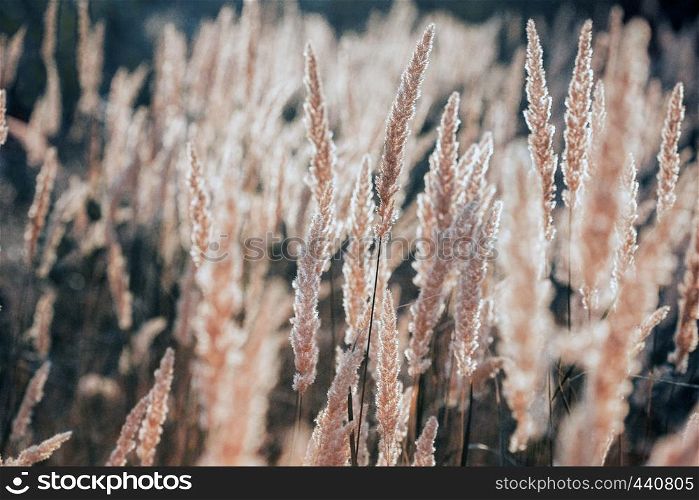 background - abstract evening shot with the grass at the field