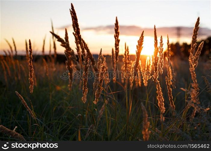background - abstract evening shot with the grass at the field on the Sunset