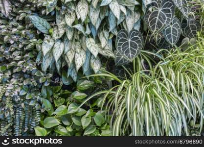 background Abstract plant wall background for your design
