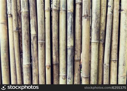 background and texture concept - bamboo cane wall. bamboo cane wall texture