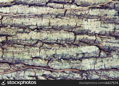 background and texture concept - tree trunk bark. tree trunk bark texture