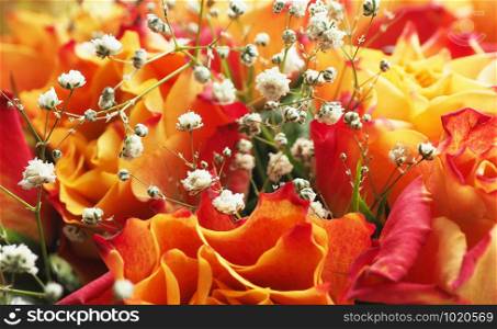 Background and texture of a bouquet of red-orange roses with gypsophila.