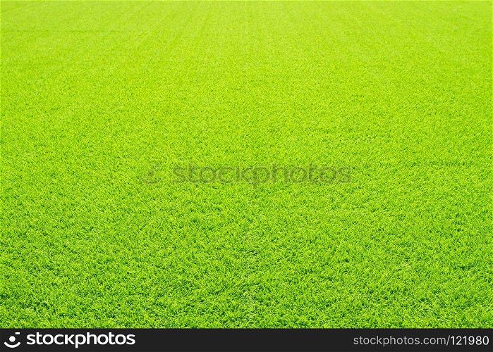 background and texture of beautiful green grass with sunrise