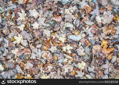 background and texture of dry leaves at forest bottom