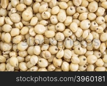 background and texture of gluten free sorghum grain, life size macro