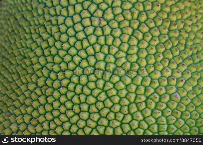 background and texture of jackfruit peel have thorn