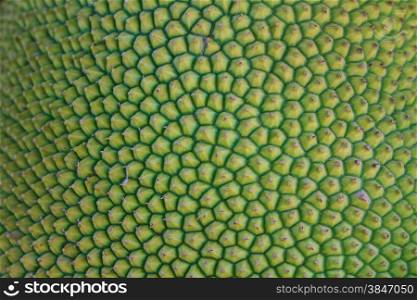 background and texture of jackfruit peel have thorn