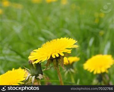 Background and texture of yellow dandelions among green grass. copy space.
