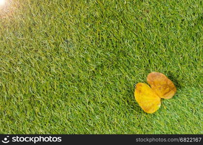 Background and Textured, Yellow Leaves Laying on Fresh Spring Green Grass Textured