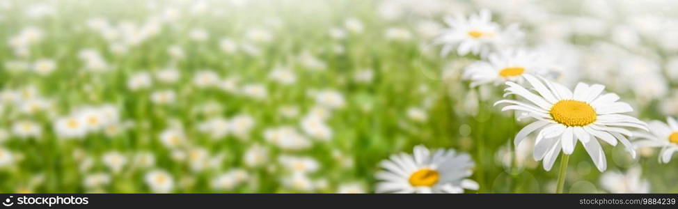 Background banner field of chamomile flowers in sunlight. Summer daisies. Beautiful nature with blooming medicinal chamomile. Chamomile spring flower background. Background banner field of chamomile flowers in sunlight. Summer daisies. Chamomile spring flower background