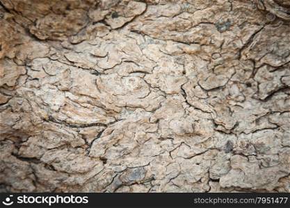 Background bark. Surface cracks of the bark of a tree.