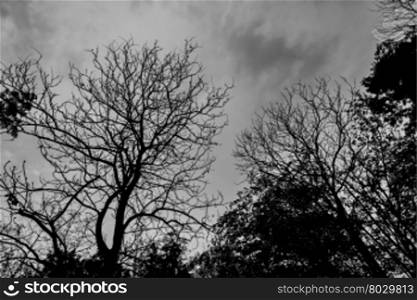 background, beautiful, big, branch, cloud, cloudscape, day, dead, green, greenery, high, horror, large, leaf, light, natural, nature, old, park, plant, platanus, rain, scary, shadow, sky, spring, storm, strong, summer, sunrise, sunset, sycamore, tree, trunk, up, white, wood, dramatic sky, sunrise sky, sunset sky