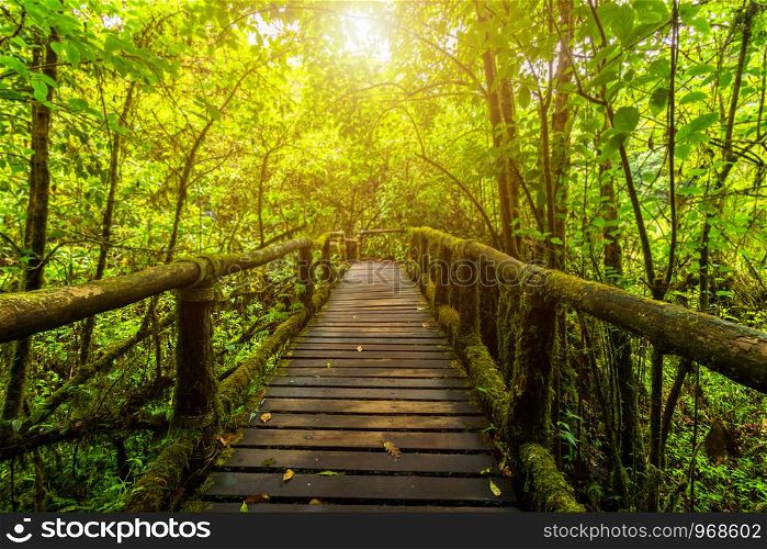 Background blur of Angkha Nature Trail in Doi Inthanon National Park, Thailand