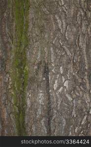 background chestnut tree bark. background or texture of a chestnut tree bark with some moss