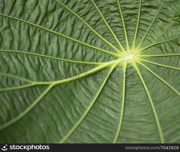 background consisting of closeup of green tropical leaf grain