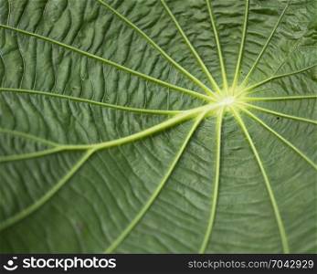 background consisting of closeup of green tropical leaf grain