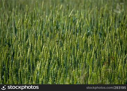 Background created with a close up of a cereal field in Latvia. Cereal grain used for food, wheat, maize, or rye.