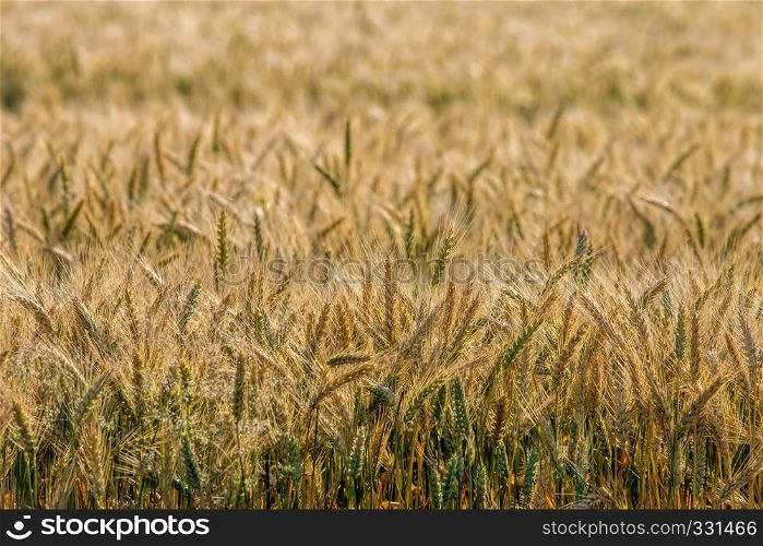 Background created with a close up of a cereal field in Latvia. Growing a natural product. Cereal is a grain used for food, for example wheat, maize, or rye.