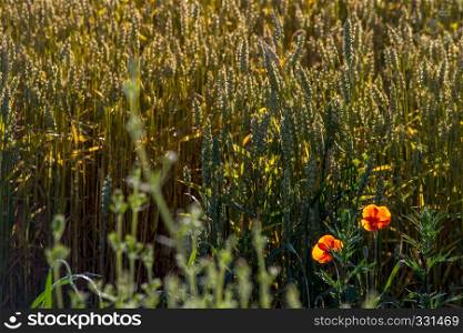 Background created with a close up of a cereal field in Latvia. Poppy in cereal field. Growing a natural product. Cereal is a grain used for food, for example wheat, maize, or rye.