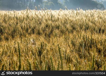 Background created with a close up of a cereal field in Latvia. Growing a natural product. Cereal is a grain used for food, for example wheat, maize, or rye.