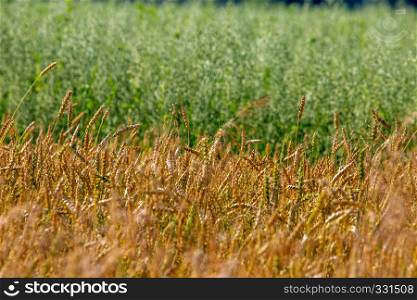 Background created with a close up of a cereal field in Latvia. Growing a natural product. Cereal is a grain used for food, for example wheat, maize, or rye.