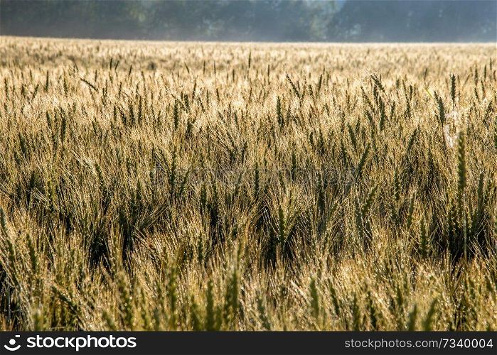 Background created with a close up of a cereal field in Latvia. Growing a natural product. Cereal is a grain used for food, for example wheat, maize, or rye. 

