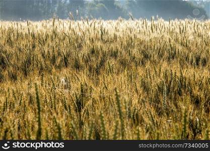Background created with a close up of a cereal field in Latvia. Growing a natural product. Cereal is a grain used for food, for ex&le wheat, maize, or rye.   