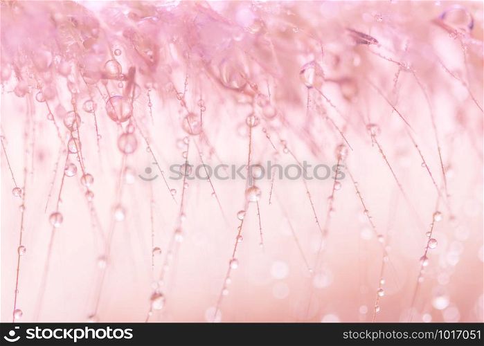 Background drops of water on pink feather grass.