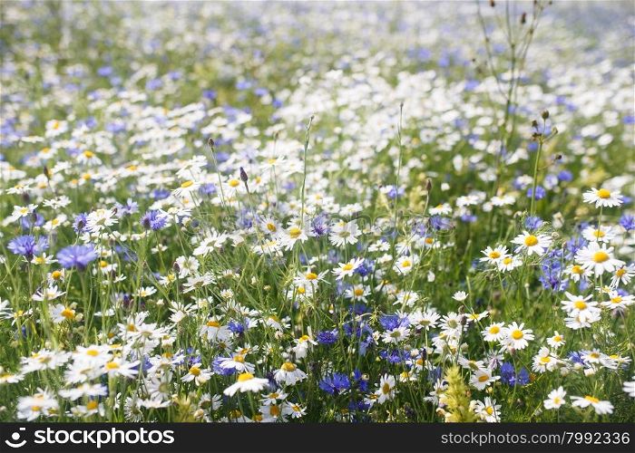 background field of daisies on a Sunny day