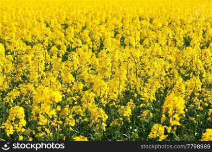 background field of yellow rape
